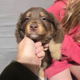 Grey collar boy - Red tri-color male Australian Shepherd puppy in Rainsville, Alabama from Chaparro Farm