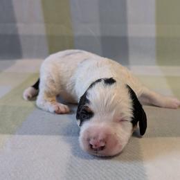 Working home needed - Black white and tan male English Cocker Spaniel puppy in Phillips, Nebraska from Fenloch Gundogs