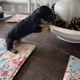 Sarah - Black and tan female Dachshund puppy in Aurora, Missouri from Baileys Precious Puppies