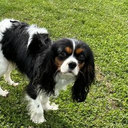 Izzy - Cavalier King Charles Spaniel