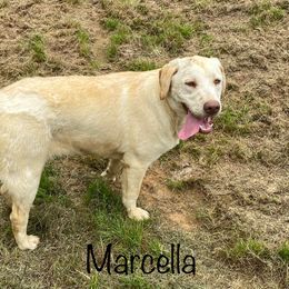 Marcella - Labrador Retriever