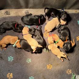Female 3 - Black female Labrador Retriever puppy in Quinlan, Texas from Wright Way Retrievers