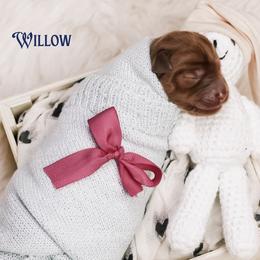 Willow - Caramel red female Australian Labradoodle puppy in Redding, California from Shasta Royal Monroe Puppies