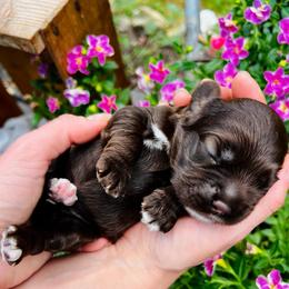Luna - Buff female Cocker Spaniel puppy in Camp Douglas, Wisconsin from Bluff Country Cockers