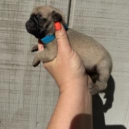 Simon - Fawn male Pug puppy in Ludowici, Georgia from Royal Destiny Kennels