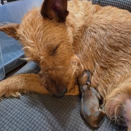 Irish Terrier puppies from Jackman's Puppies