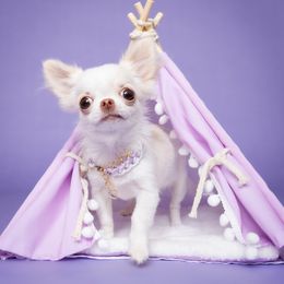 Chihuahua Puppies from Petits Chihuahuas