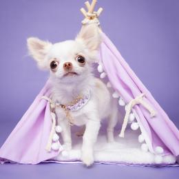 Chihuahua Puppies from Petits Chihuahuas