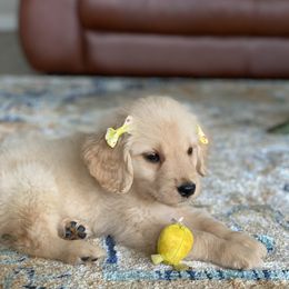 Golden Retriever Puppies from M5 Goldens