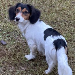Dachshund All Grown Up from Baker's Farm Dachshunds