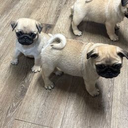 Clove - Fawn male Pug puppy in Randleman, North Carolina from Peachy Pugs