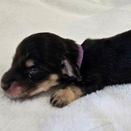 Purple Boy - Black and cream male Dachshund puppy in Parkersburg, West Virginia from Bourbon Barrel Ridge Doxies
