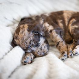 Madeline - Merle female Goldendoodle puppy in Wake Forest, North Carolina from Wake Forest Darling Doodles