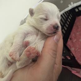 White B - White female Pomeranian puppy in Cheektowaga, New York from Luxe Legacy Pomeranians