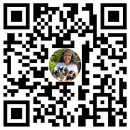 Cavalier King Charles Spaniel Puppies from Ohana Cavalier King Charles Spaniels