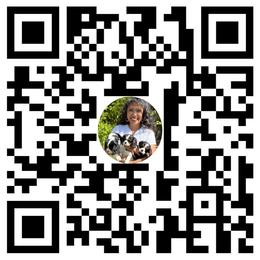 Cavalier King Charles Spaniel Puppies from Ohana Cavalier King Charles Spaniels