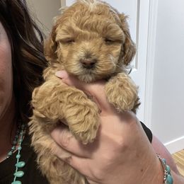 Maltipoo Puppies from Jessica's Maltipoos