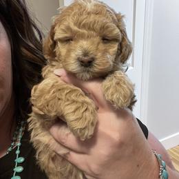 Maltipoo Puppies from Jessica's Maltipoos