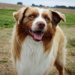 Rooster - Australian Shepherd