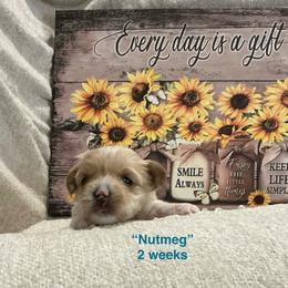 Nutmeg - Parti female Yorkshire Terrier puppy in Forest, Virginia from Majestic Touch Kennels and Pet Services