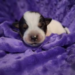 Two - Blue male Australian Cattle Dog puppy in Fife Lake, Michigan from Kurczak Farm LLC