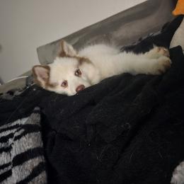 Pomsky and Siberian Husky Puppies from Whitmore Wolfpack LLC