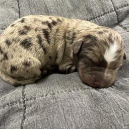 Alabama - Red merle female Australian Shepherd puppy in Albertville, Alabama from Salt Creek Aussies