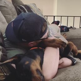 Doberman Pinscher Puppies from Defensive Dobermans