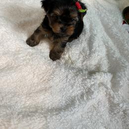 Yorkshire Terrier Puppies from Artisan Yorkies LLC