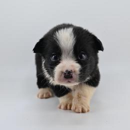 Bramble - Black and white male Cardigan Welsh Corgi puppy in Bland, Missouri from Shadey Lane Corgis