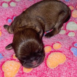 Maltese, Pomeranian, Shih Tzu, and Yorkshire Terrier Puppies from Gibbs Gorgeous Paws LLC