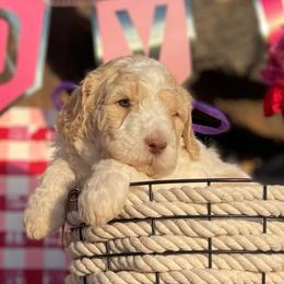 Gwendolyn - Parti female Labradoodle puppy in Murray, Utah from Swann's Kennels