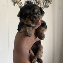 Princeton  (1500) - Black and tan male Yorkipoo puppy in Gastonia, North Carolina from Precious pups dynasty kennel