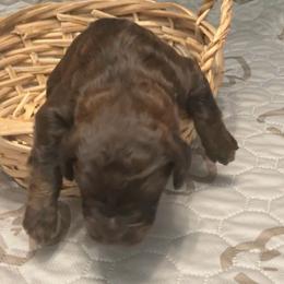 Woody - Brown male Bernedoodle puppy in Williston, Florida from Tera Caldwell