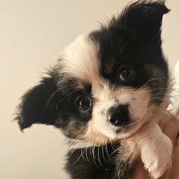 Toy Australian Shepherds from BeachLife Aussies