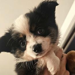 Toy Australian Shepherds from BeachLife Aussies
