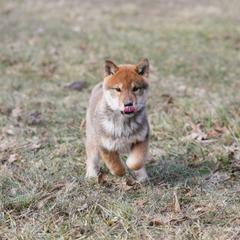 Orange Collar - Red sesame female Shikoku Ken puppy in Pennsylvania from Aoiyama Sou Shikoku Kennel