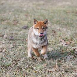 Orange Collar - Red sesame female Shikoku Ken puppy in Pennsylvania from Aoiyama Sou Shikoku Kennel