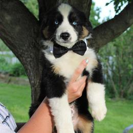 Aussiedoodle, Bulldog, Miniature Australian Shepherd, Poodle, and Toy Australian Shepherd Puppies from Mowry Creek Mini Aussiedoodles and More