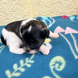 Spot - Parti male Miniature Schnauzer puppy in Comanche, Texas from Circle R Sidney