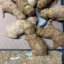 Poodle Puppies from Pampered Pawz