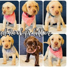 Labrador Retriever Puppies from Bush Hill Labradors