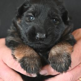 Black and Red - Black and red female German Shepherd puppy in Florissant, Colorado from Vom Dortmunder German Shepherds