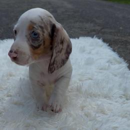 Petey - Chocolate and tan male Dachshund puppy in Batson, Texas from 409_Mini Dachshunds