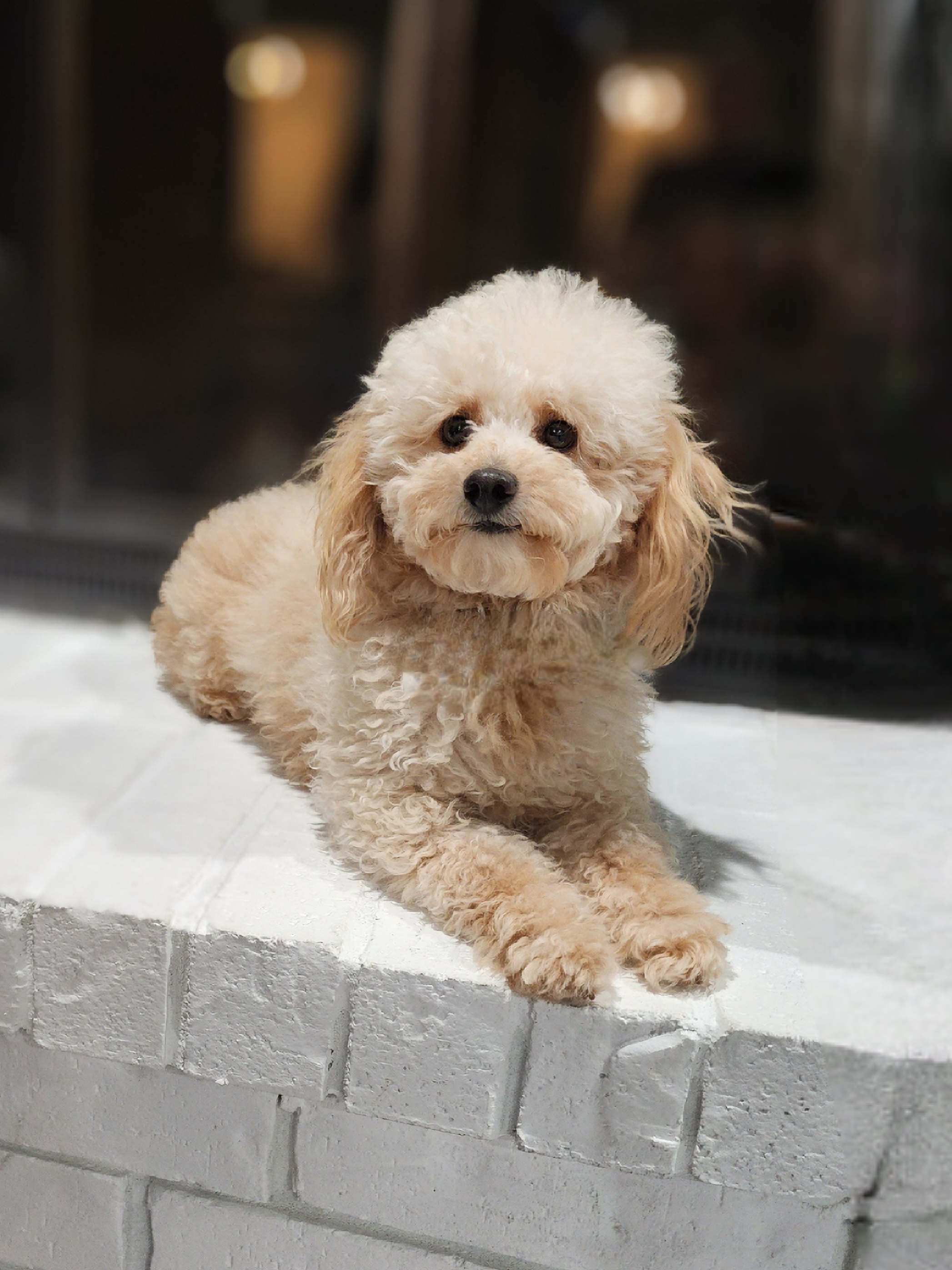 Tito - Poodle