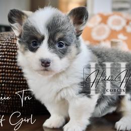 Bluie Tri Fluff Girl Tail - Blue female Pembroke Welsh Corgi puppy in Locust Grove, Oklahoma from Hidden Hillsides Corgis
