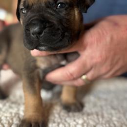 Yellow collar female - Fawn female Boerboel puppy in Bon Aqua, Tennessee from Erickson Ranch Boerboels