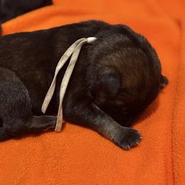 White-Casper - Sable male German Shepherd puppy in Medical Lake, Washington from Nine Realms German Shepherds