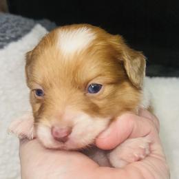 Coop - Red male Companion Cross puppy in Garvin, Oklahoma from Hochatown Awesome Aussies