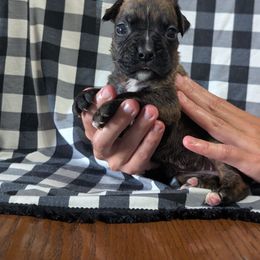 Reese - Brindle female Boxer puppy in New Holland, Pennsylvania from Shady Rill puppies